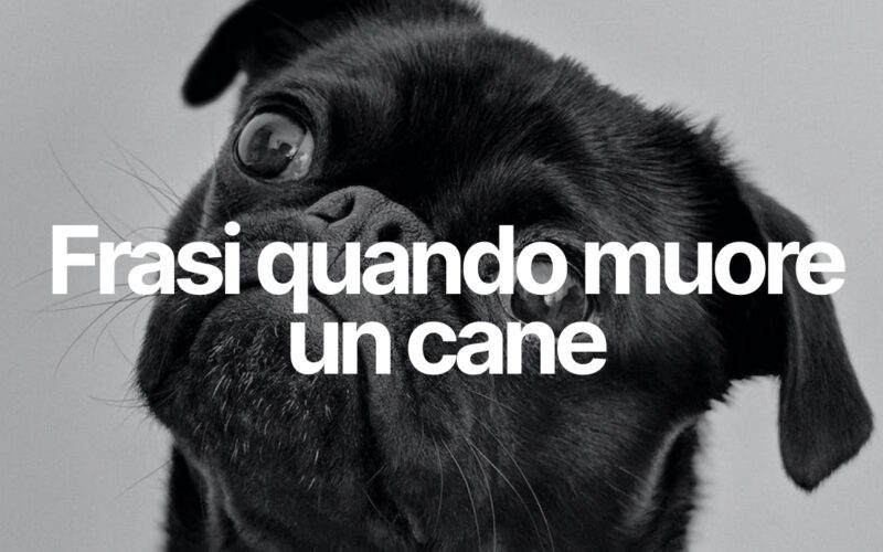 frasi quando muore un cane